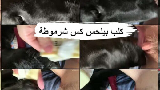 افلام سكس حيوانات